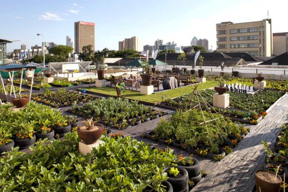 Urban Gardening: Tips and Tricks